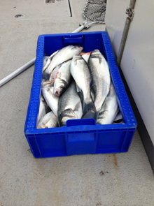 Fishing Trip - Image 41